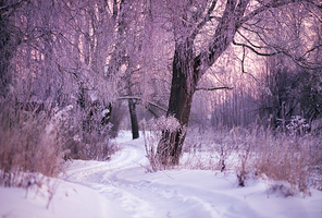 Winter Morning in Belarus. January near Minsk.