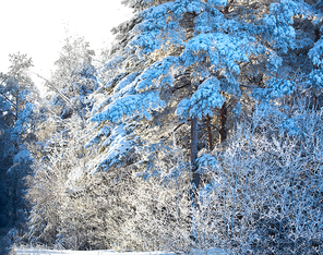 Winter forest. Snow on the trees. Belarus winter landscape