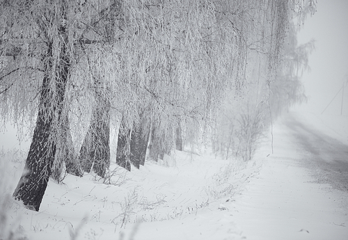 Black and white winter. Birch trees in the fog. Belarus January