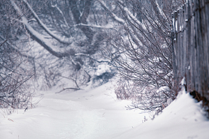 Snow and winter. Belarus village, countryside in winter