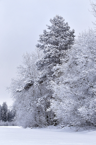 Snowy winter forest in January. Belarus