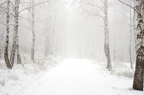 Foggy morning in the winter wood