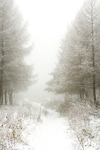 Foggy morning in the winter wood