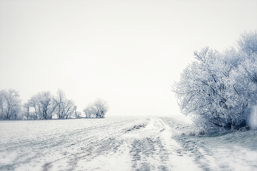 Beautiful winter  country landscape snowy trees and field, outdoor nature