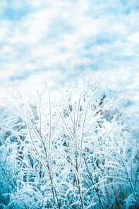 Winter nature background with frozen grass at beautiful  sky background
