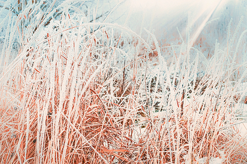Winter nature background with close up of frozen and snow covered grass