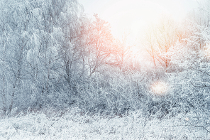 Snow covered trees , bushes and grass in early morning sunlight. Winter landscape, outdoor