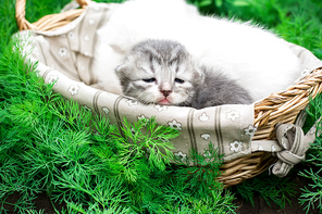 newborn kittens in the basket on the nature.Selective focus