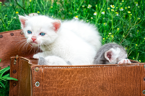 little kittens playing in old suitcase.Selective focus