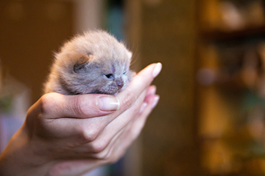 Fawn-coloured British kitten in men's hand, little kitten. New born kitten on woman's palm.