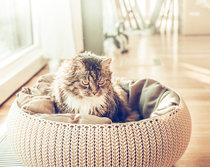 Cat sits in a basket over living room background