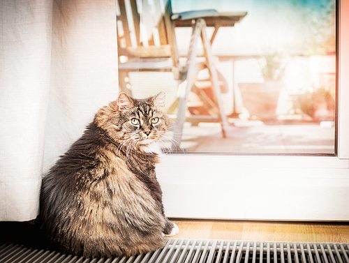 Domestic cat sitting in a glass balcony door and looking at the camera