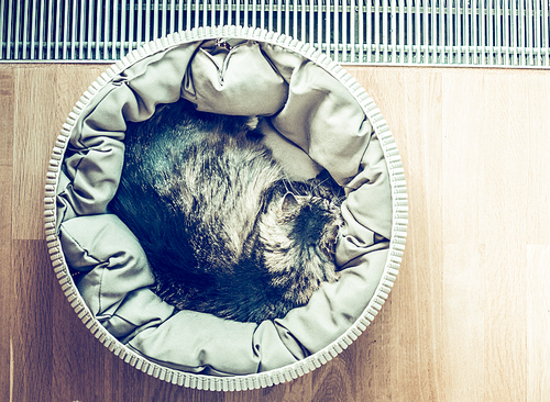 Cat sleeping curled up in basket  near a window on parquet floor, top view, place for text, retro toned