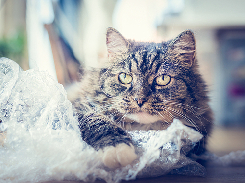 Sweet funny cat play with plastic bag over apartment background, close up