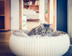 Cute pet cat sitting in his basket with pillows and looking at the camera on a flat background