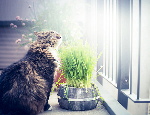 Domestic cat eating cat grass in pot on balcony.