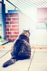 Domestic cat sits in front of net on balcony . Cat Netting. Outdoor cat enclosures