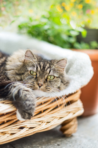 fluffy cat  lying in wicker chair on garden terrace and 