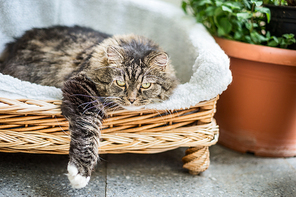 Big  fluffy cat lying in wicker chaise  sofa  couch on balcony or garden terrace with flowers pot