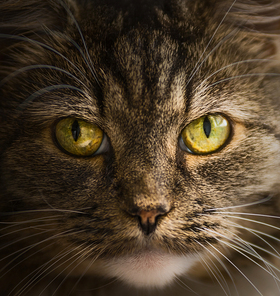 Cat face portrait, close up
