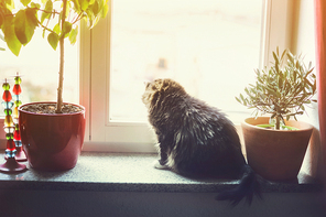 Cat sits on window sill with home decor and flower pot and looking outside.