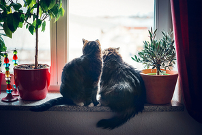 Two cats sits on window sill and looking outside in home furnishings