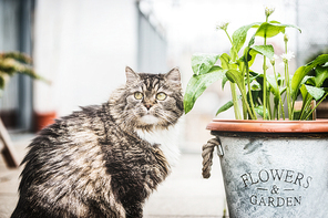 Cat on terrace with flowers pot, outdoor