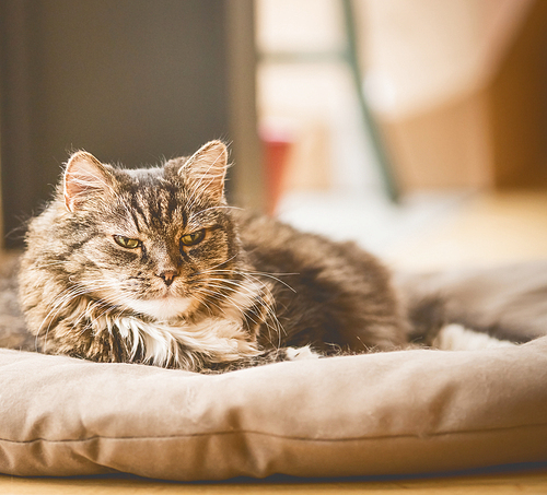 Old cray fluffy cat lies on litter on floor and , cozy home scene