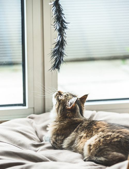 Fluffy kitten hunts cat toy at the window