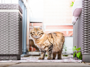 Young fluffy cat on balcony . Siberian cat lifestyle