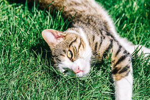 Portrait Of Cute Domestic Tabby Cat Playing In Grass