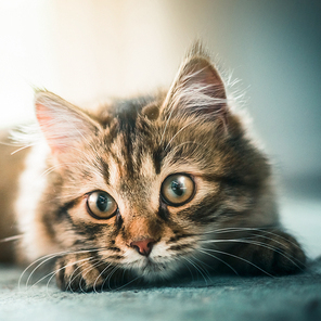 Lovely little kitten muzzle. Siberian cat with beautiful eyes