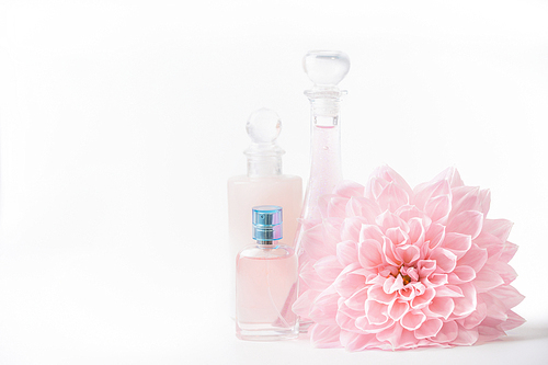 Cosmetic and perfume bottles with pink pale flower on white background, front view. Beauty and skin care concept