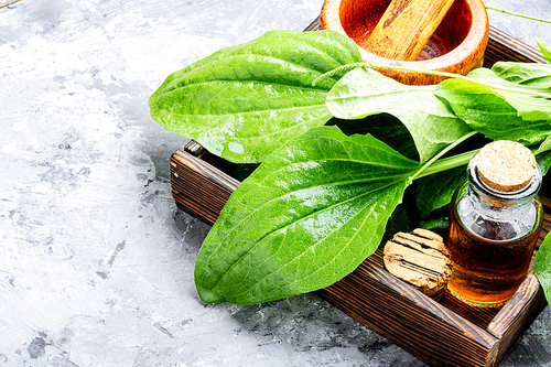 Leaf of greater plantain in a box with pharmaceutical bottle