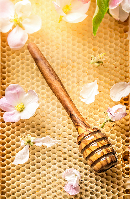 Honey wooden Dipper on honeycomb with fresh blooming, top view, close up