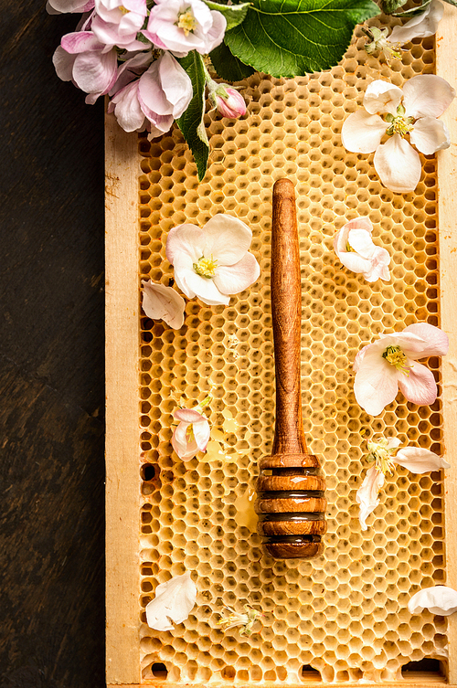 honeycomb with wooden dipper and summer aple blossom, top  view