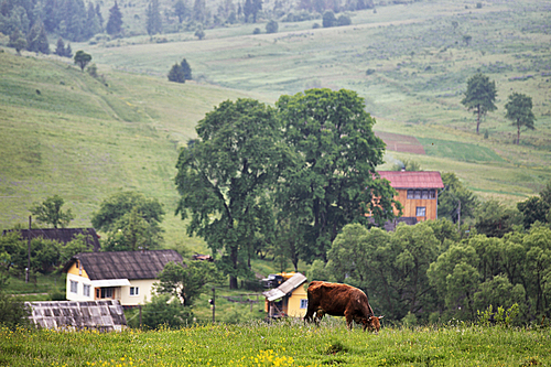 green meadows in a hills with a cow