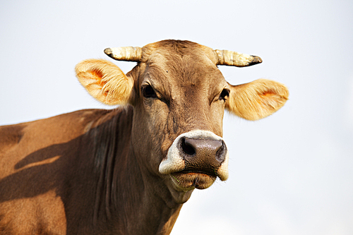 Carpathian brown cow outdoor close-up