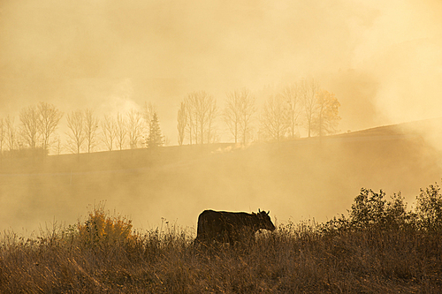 A cow in a field. Sunny misty day in a hills