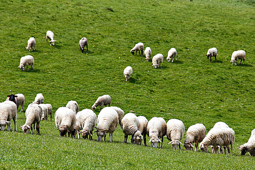 Sheep herd in a green meadow. Spring fields and meadows.