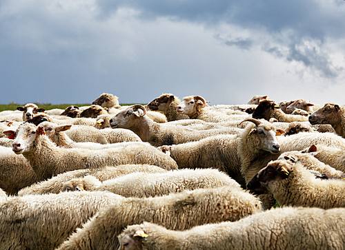 Sheep herd in a green meadow. Spring fields and meadows.