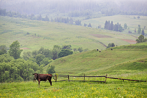 green meadows in a hills with a cow