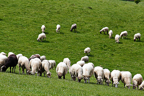 Sheep herd in a green meadow. Spring fields and meadows.