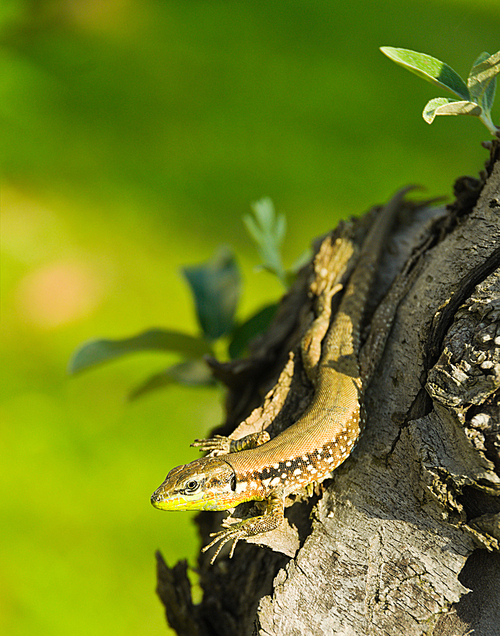 Little green lizard on tree trunk