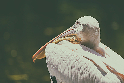 Wild White Pelican Bird Portrait