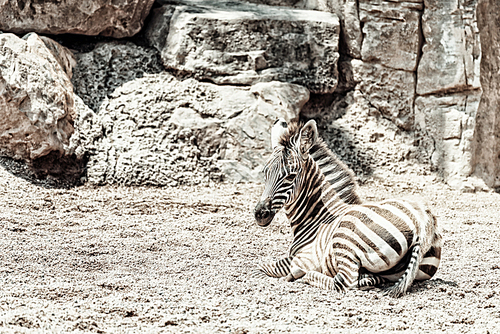 Baby Zebra In African Savanna