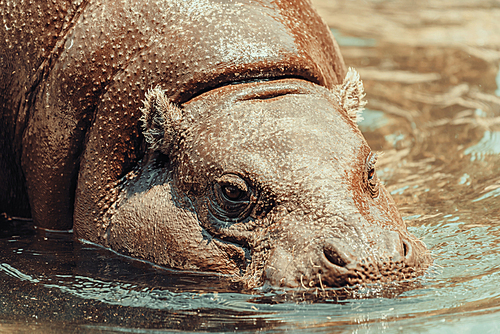 Common Hippopotamus (Hippopotamus Amphibius) In Africa