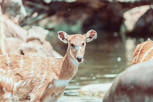 Sitatunga or Marshbuck (Tragelaphus spekii) Antelope In Central Africa