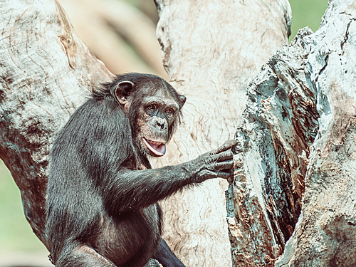 African Chimpanzee In Tree Portrait