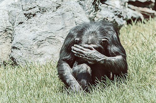 African Chimpanzee Hiding His Face